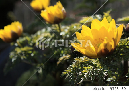 福寿草、雪割り草 福寿草、雪割り草 9323180