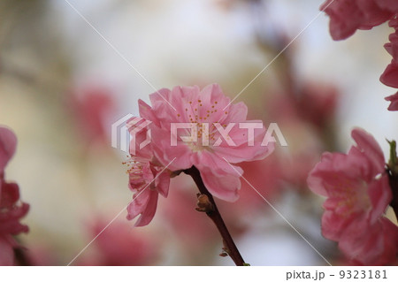 桃、桃の花 桃、桃の花 9323181