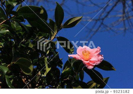 椿 椿 9323182