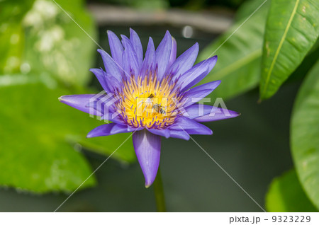 Blooming purple lotus Blooming purple lotus 9323229
