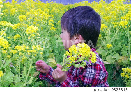 アブラナ(油菜)と子供 アブラナ(油菜)と子供 9323313