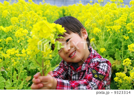 アブラナ(油菜)と子供 アブラナ(油菜)と子供 9323314