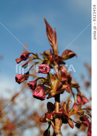 桜・八重桜・開山の蕾 9323459