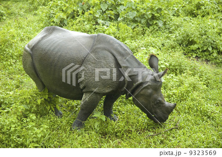 rhino 9323569