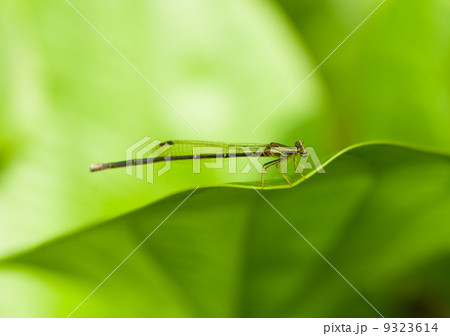 Damselfly in the wild 9323614