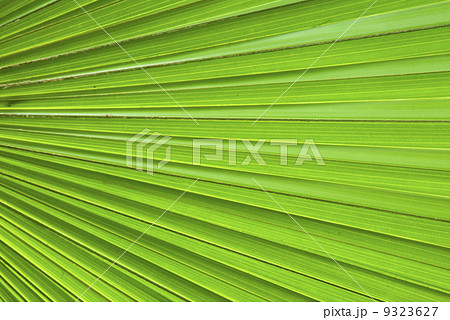 Chusan Palm Leaf section Chusan Palm Leaf section 9323627