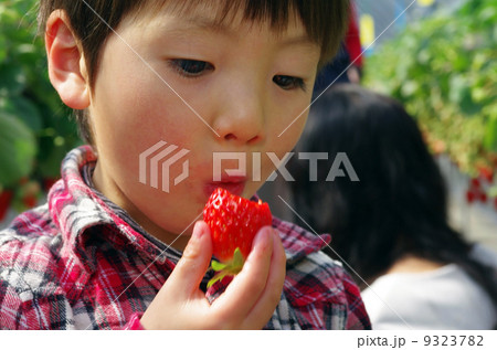 いちご狩り 9323782