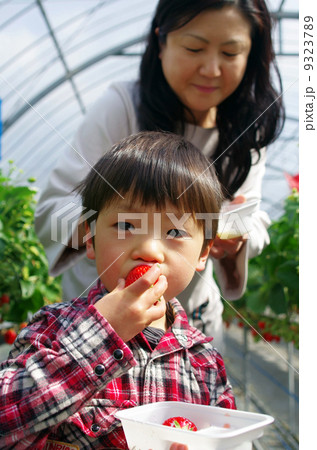 いちご狩り いちご狩り 9323789