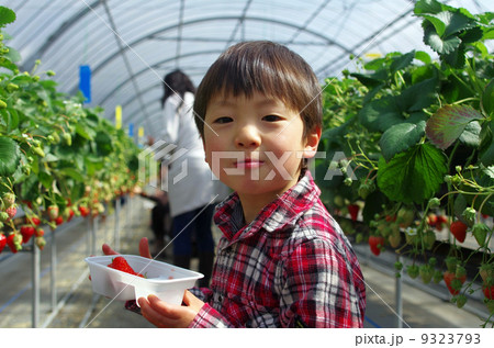 いちご狩り 9323793
