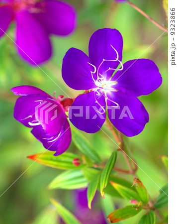 シコンノボタン（紫紺野牡丹）：ブラジリアン・スパイダー・フラワー 9323866