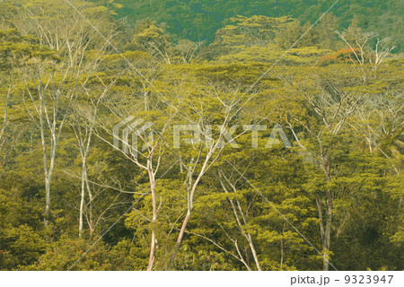 forest 9323947