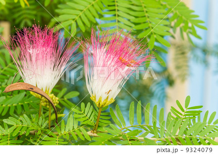 Pink Red Powder Puff 9324079