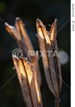 ユリの種 ユリの種 9324099