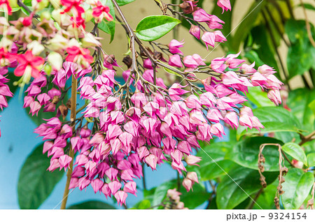 Bagflower or Clerodendrum thomsoniae Bagflower or Clerodendrum thomsoniae 9324154
