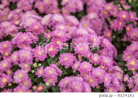 Chrysanthemum flowers Chrysanthemum flowers 9324161