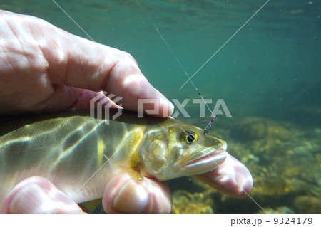 仕掛けをセットした鮎 9324179