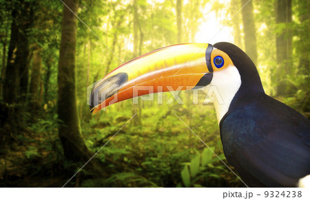 toucan 9324238