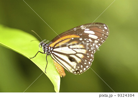 butterfly butterfly 9324304