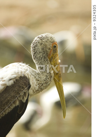 stork stork 9324305