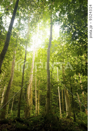 green forest 9324314