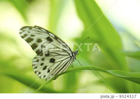 butterfly 9324317