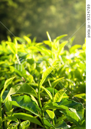 green tea leaf in the morning 9324789