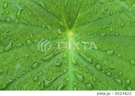 elephant ear plant with morning dew dropplets 9324822