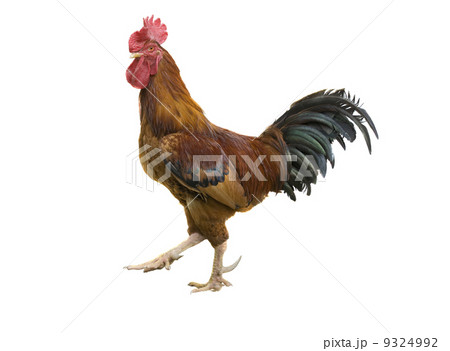 rooster 9324992