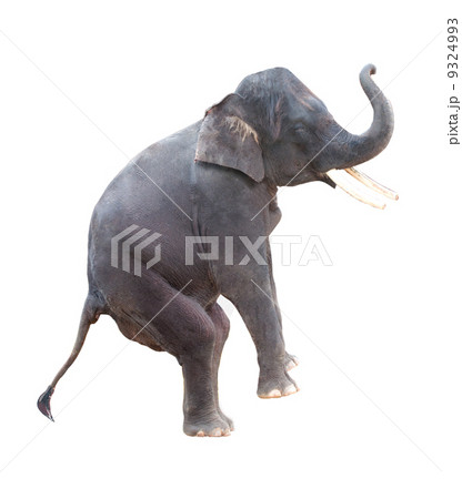 elephant isolated in white elephant isolated in white 9324993