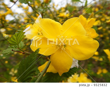 ヤマブキ 9325832
