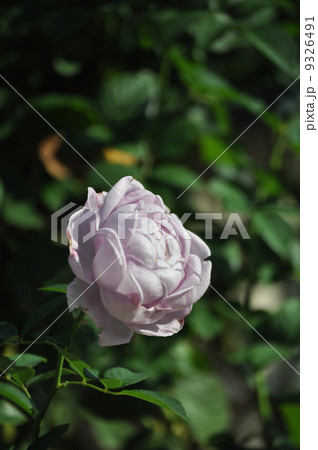 一輪の可憐なしのぶれど 9326491