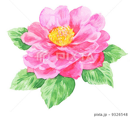 camellia131229pix1 9326548