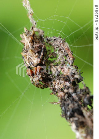 ゴミグモ 9326839