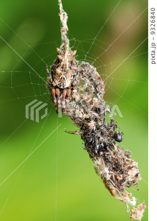 ゴミグモ 9326840