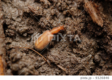 キイロホソゴミムシ 9326846