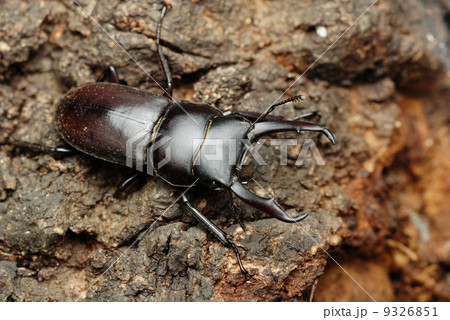 コクワガタ 9326851