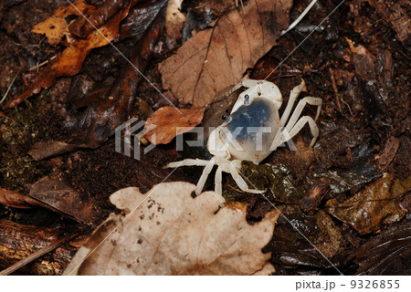 サワガニ 9326855