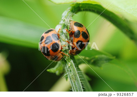 トホシテントウ 9326857