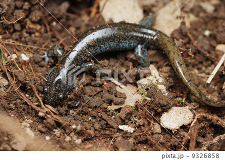トウキョウサンショウウオ 9326858