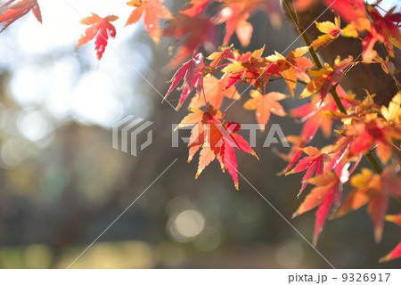 もみじの葉 9326917
