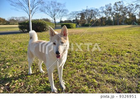 散歩中の犬 9326951