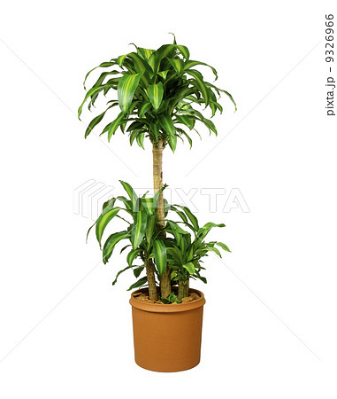 観葉植物02 9326966