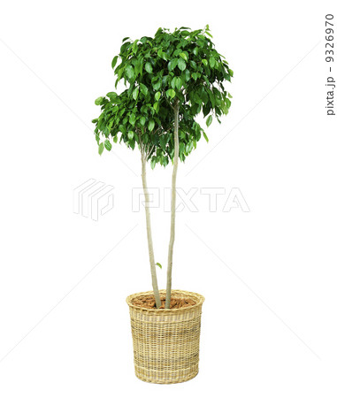 観葉植物06 観葉植物06 9326970