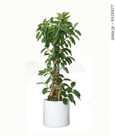 観葉植物11 観葉植物11 9326977