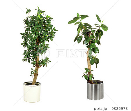 観葉植物12 9326978