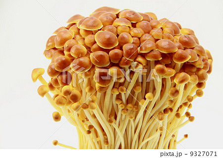 山のきのこ 9327071