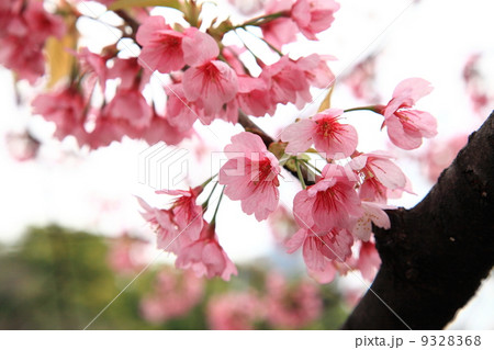 桜 桜 9328368