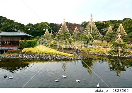 秋の白鳥庭園 冬支度 秋の白鳥庭園 冬支度 9328566