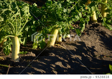 大地に根付く大根 9328818