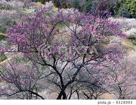 東京都青梅市　吉野梅郷 9328993